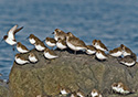 Calidris alpina